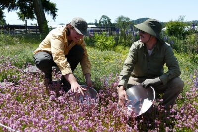 Satinflower Nurseries