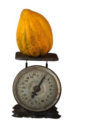gourd on scale no background-reduced The Great Gourd Showdown
