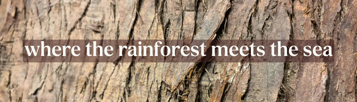 where the rainforest meets the sea